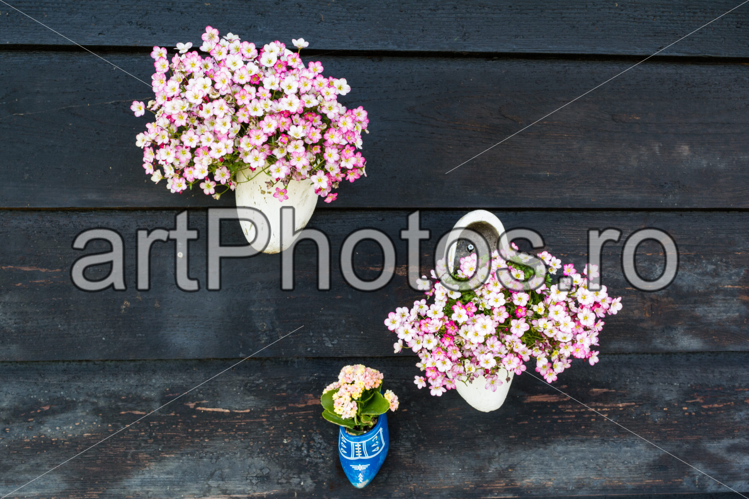 Bloemen in Klompen – Flowers in Wooden Shoes - artPhotos.ro Bloemen in Klompen – Flowers in Wooden Shoes - artPhotos.ro