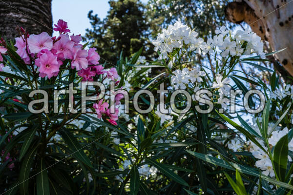 Summer Cannes Flowers - artPhotos.ro