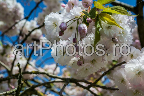 Sunny flowers – Spring in Keukenhof - artPhotos.ro
