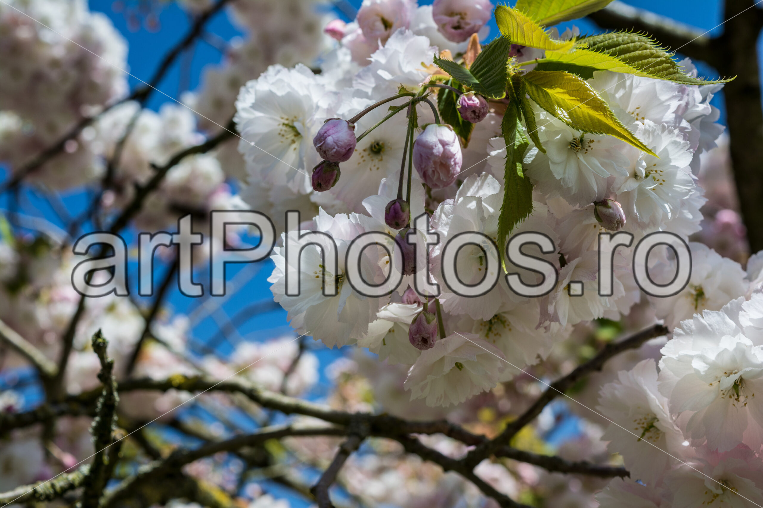 Sunny flowers – Spring in Keukenhof - artPhotos.ro Sunny flowers – Spring in Keukenhof - artPhotos.ro