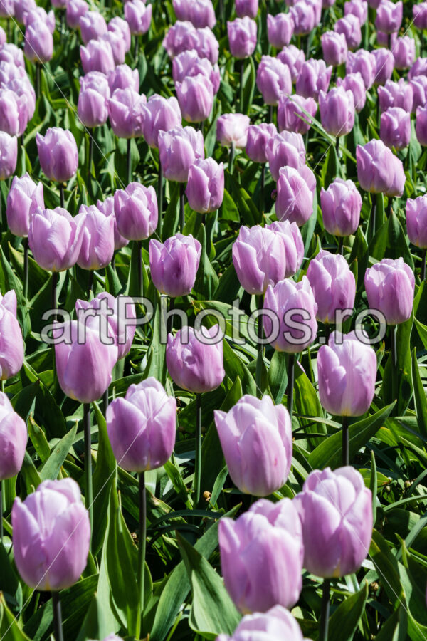 Purple Tulips in Keukenhof - artPhotos.ro
