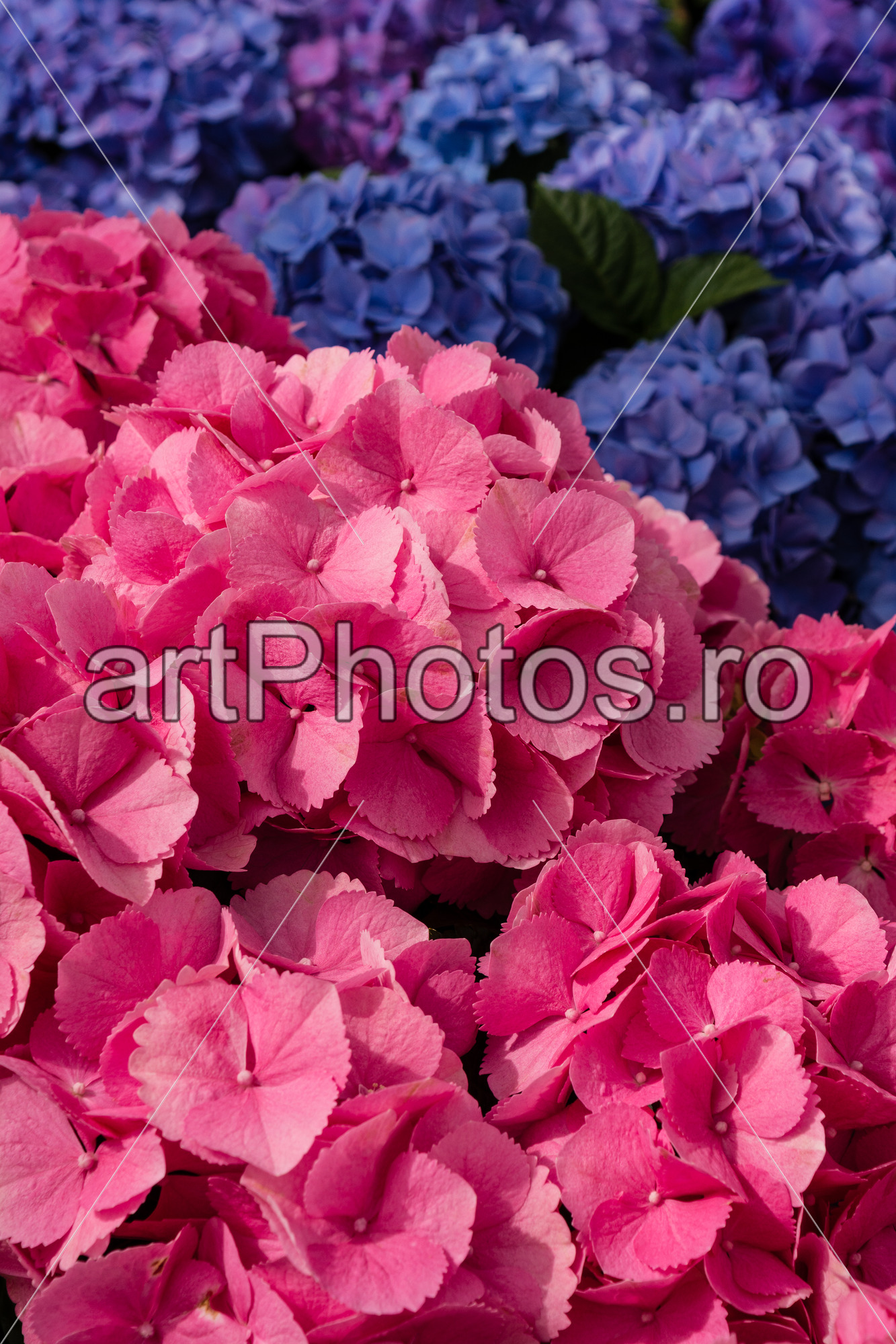 Touch of Purple – Keukenhof - artPhotos.ro