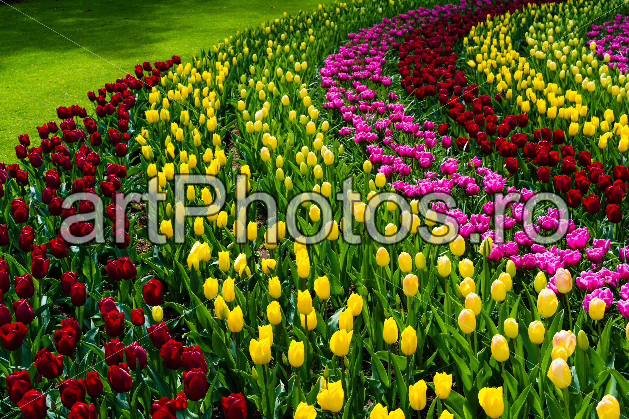 Yellow Spirals in Keukenhof - artPhotos.ro Yellow Spirals in Keukenhof - artPhotos.ro