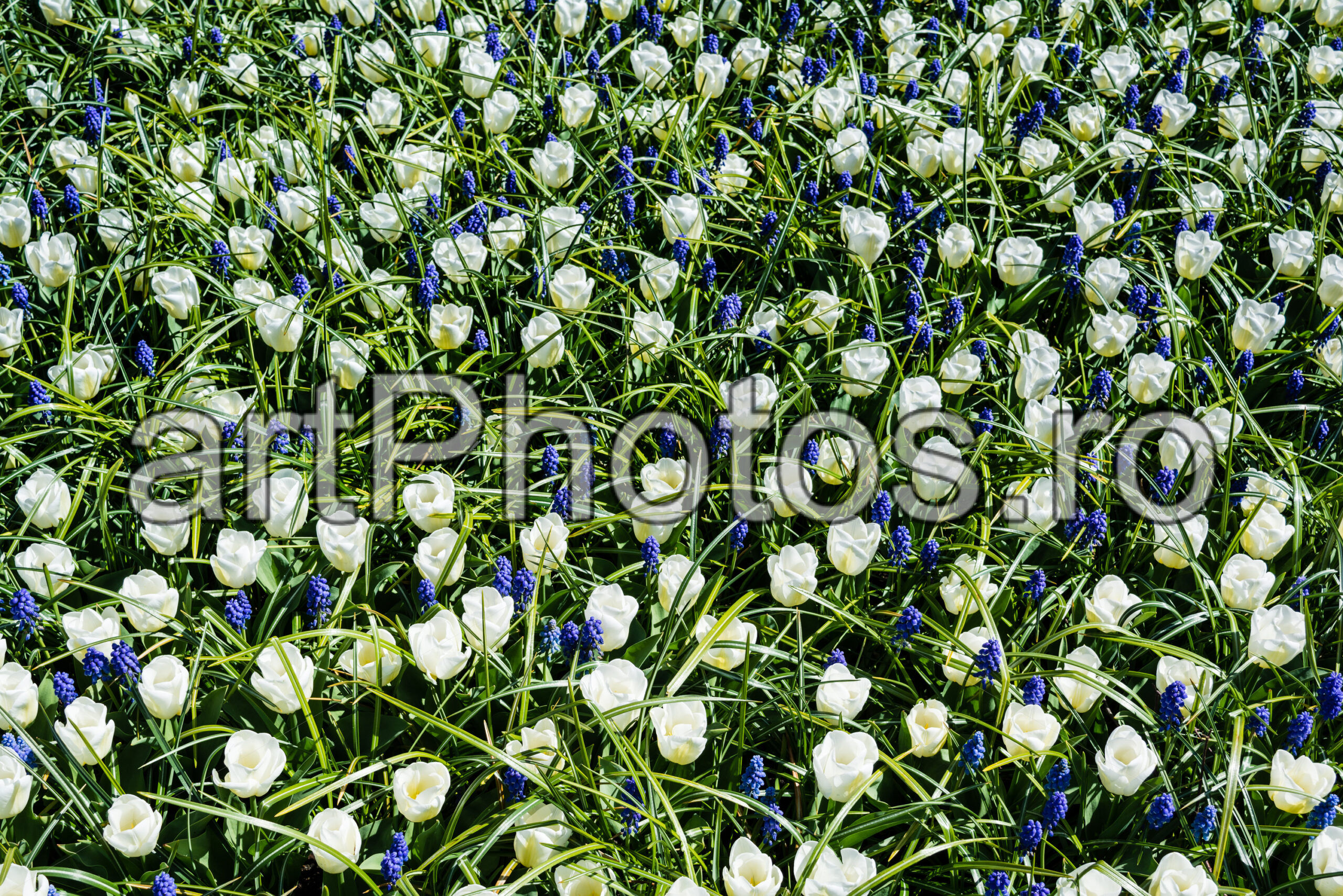 Touch of blue in Keukenhof - artPhotos.ro Touch of blue in Keukenhof - artPhotos.ro