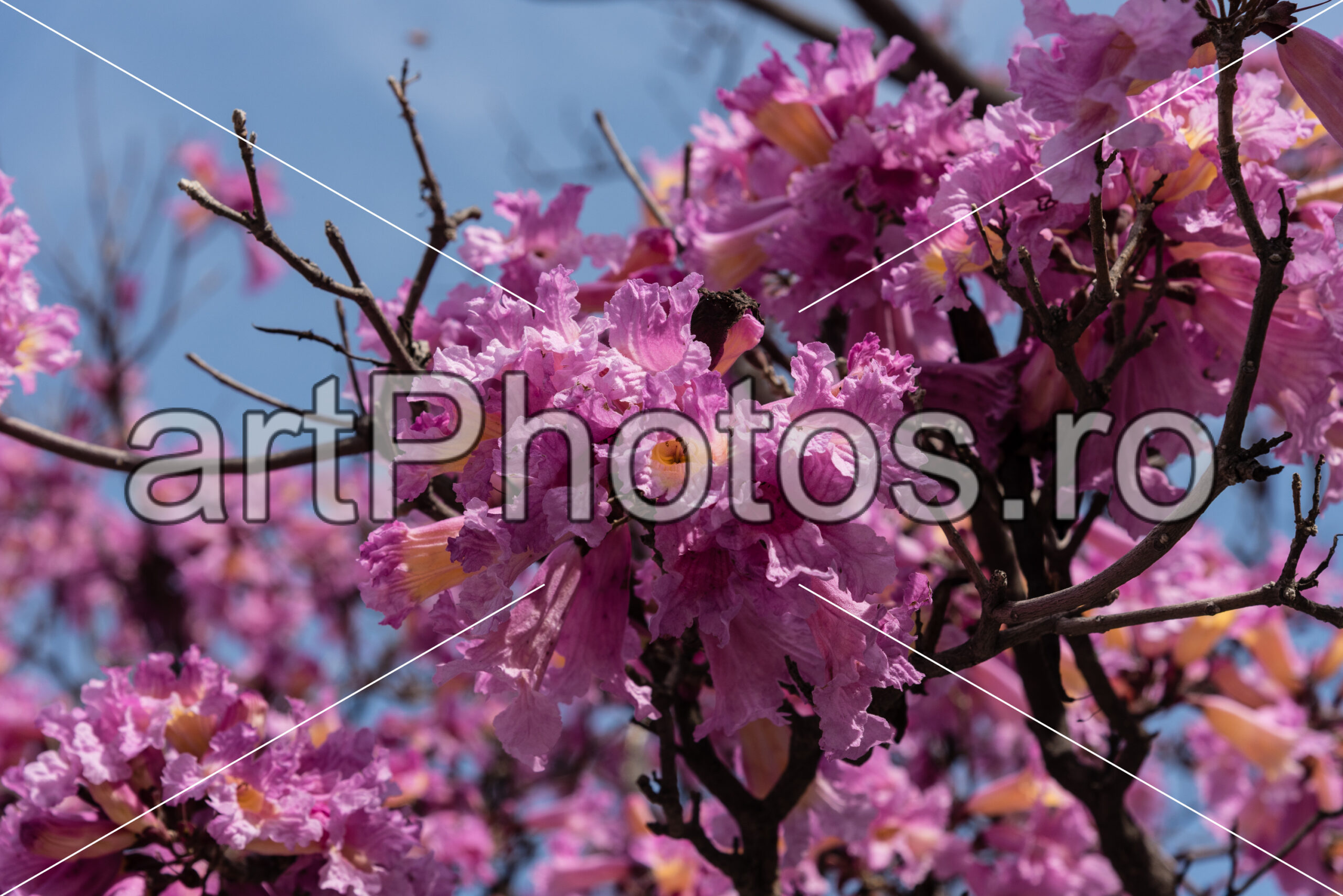 Santa Monica Flowers - artPhotos.ro Santa Monica Flowers - artPhotos.ro