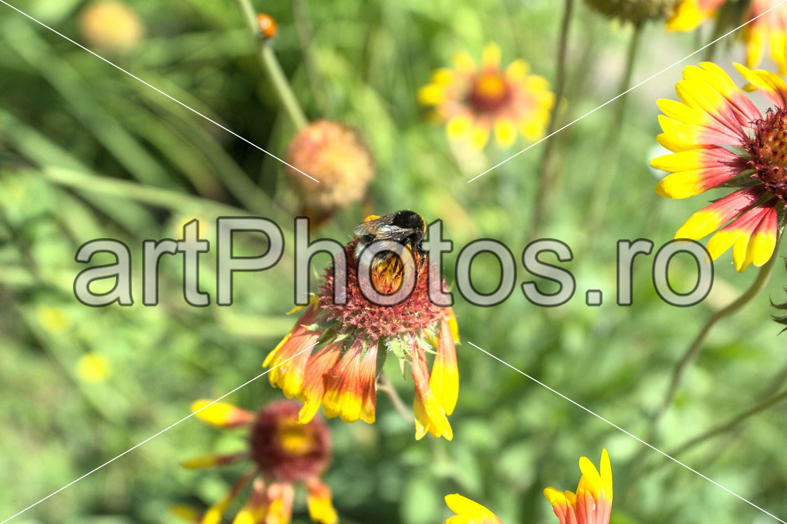 The BumbleBee - artPhotos.ro
